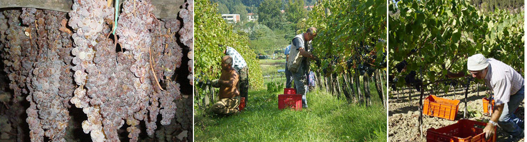fattoria di basciano odrůdy